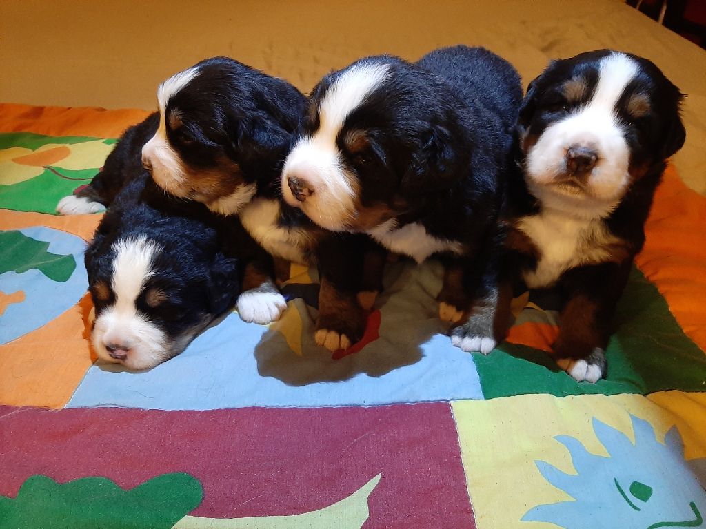 Chiot Bouvier Bernois Vom s' Beuers